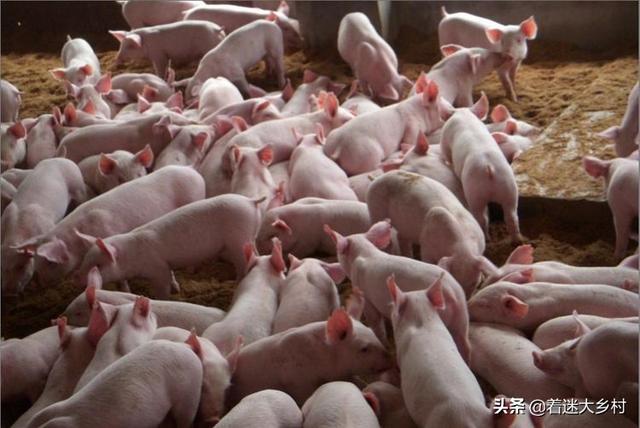 温氏死猪肉:农户怎么跟温氏公司合作养猪？