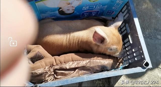 猪传染性胃肠炎:猪传染性胃肠炎的症状与治疗 猪呕吐腹泻不怎么吃食怎么办？育肥猪？