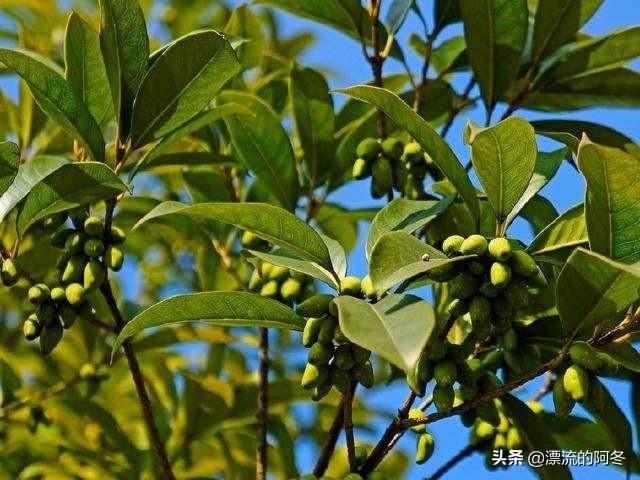桂花树种子:桂花树是直播种子好，还是扦插好？