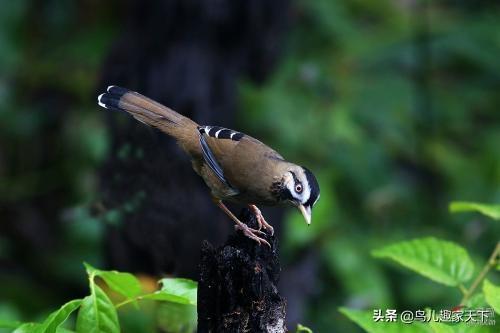 麻料鸟晚上不安静:麻料鸟会被炮声吓死吗？有何依据？