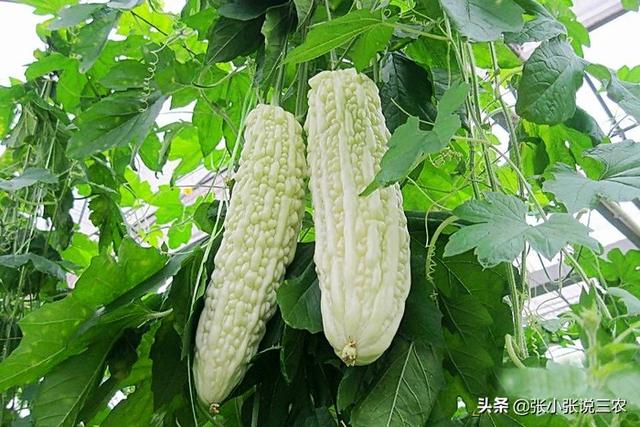 跗猴有毒吗:农村捉知了猴不小心被知了猴嘴巴扎破手指，会中毒身亡吗？