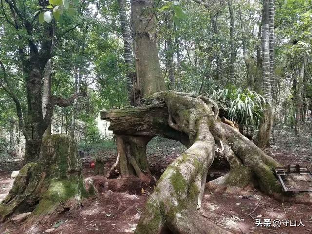 石斛图片,石斛的种类包括哪些？作用各有何不同？