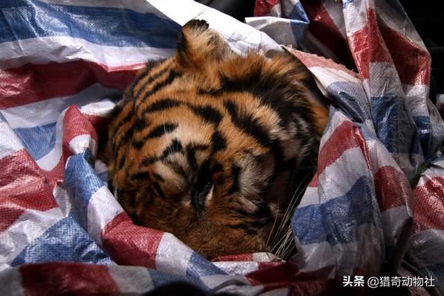 动物死亡:动物死亡瞬间 动物园里的动物像老虎，狮子，长颈鹿死亡后动物园如何处理尸体？