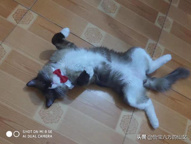 猫癣会传染大猫吗:家里有一只猫了，再带回去一只小猫，会打架吗？