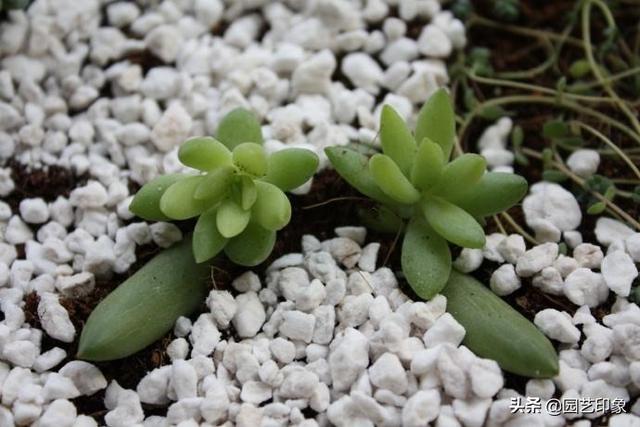千佛手多肉:千佛手多肉怎么修剪造型 多肉植物千佛手怎么养谁比较懂？哪位网友晓得？