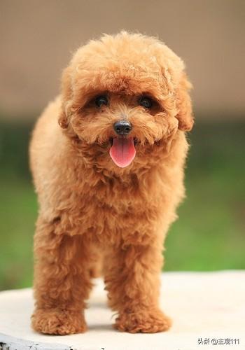 头条问答 四个月的比格犬一天大便几次正常 5个回答