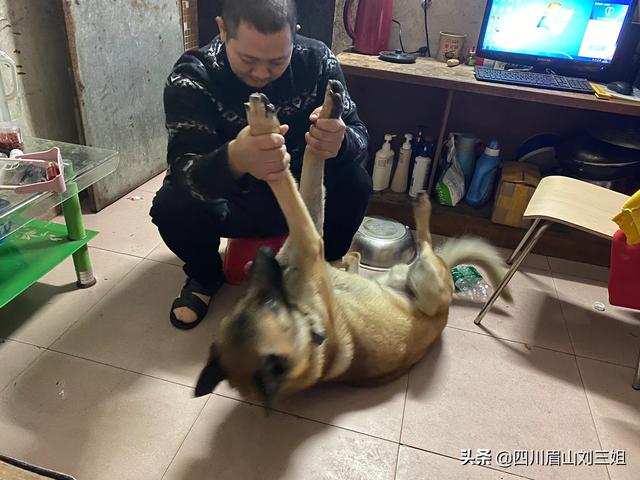 马里努阿犬:马里努阿犬智商排名 为什么有人想养马犬但是却不敢养？