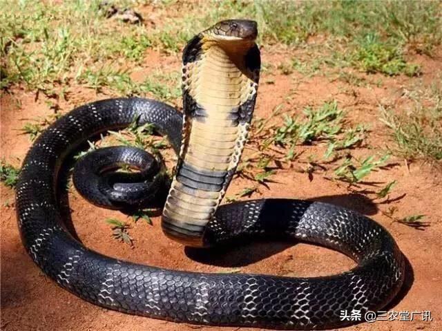 经典传奇水怪12米全集，云南一村民，在鱼塘发现4米长眼镜王蛇，为啥不让它爬上岸呢