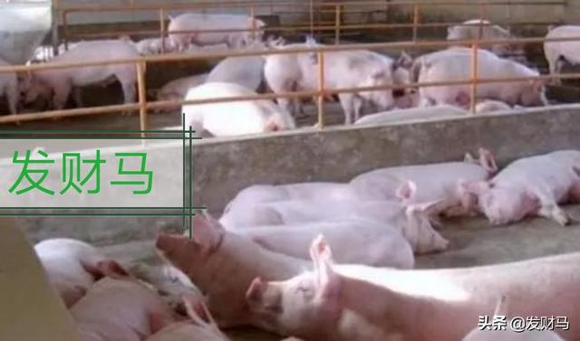 五六十斤猪拉稀不吃食怎么办:七八十斤猪拉稀吃食正常怎么回事 育肥猪没精神，不吃食，便秘什么病？
