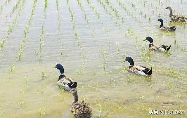 养鸭子吃什么饲料:养鸭子用什么饲料最好 喂鸭子是小麦好还是稻谷好？