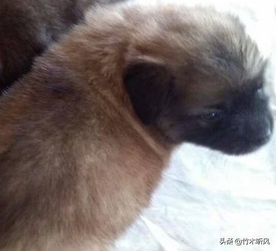黑色金毛犬:金毛生的小黑狗价格高不高呢？