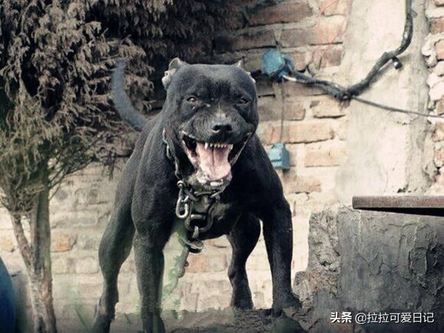 卡斯罗罗威纳是最好的护卫犬:在乡下城郊，有哪些优秀的猛犬可以推荐养？