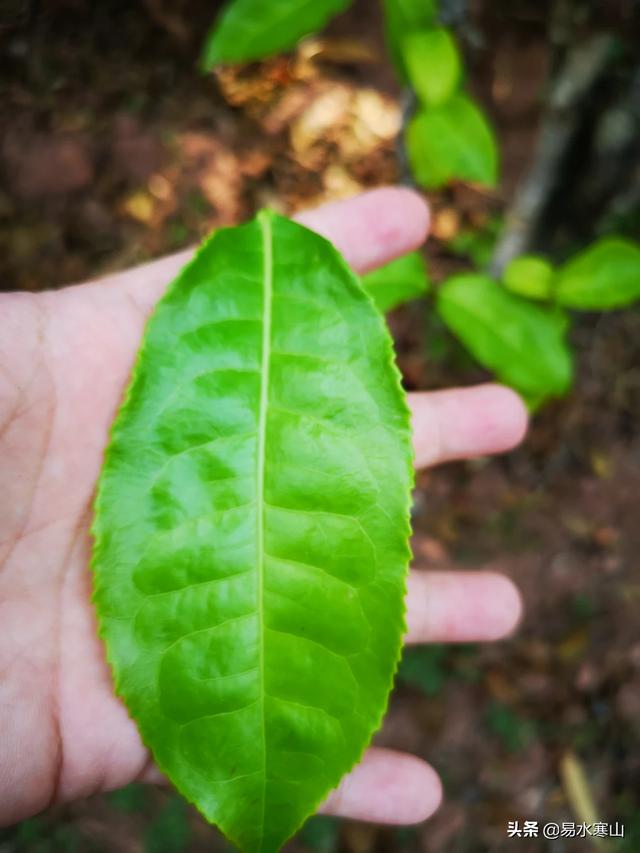 常喝普洱茶有什么好处,常喝普洱古树茶有哪些好处？哪个品牌的好？