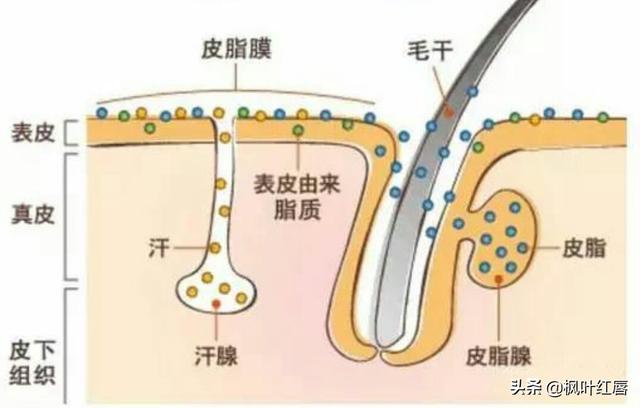 水解胶原纤脸面膜胶(水解胶原精华面膜)