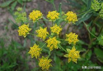 种什么药材最好卖？