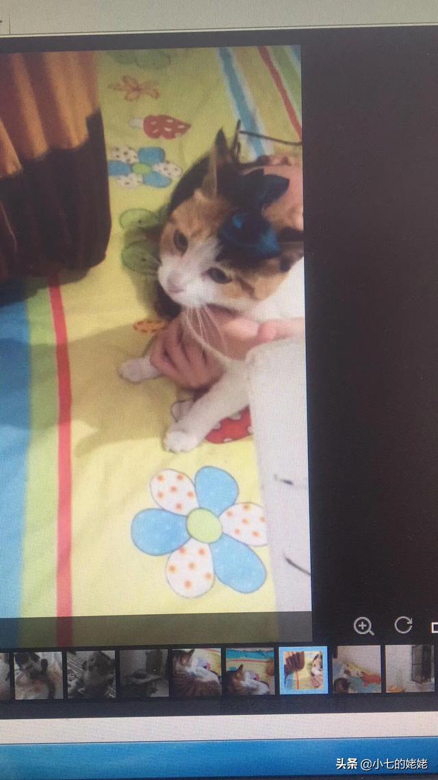 猫会说话:如果猫会说话，那会是怎样的情景？