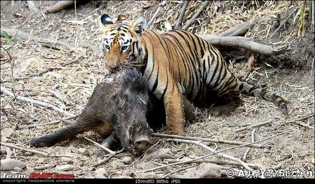 头条问答 - 老虎的天敌是什么?老虎有哪些本领?