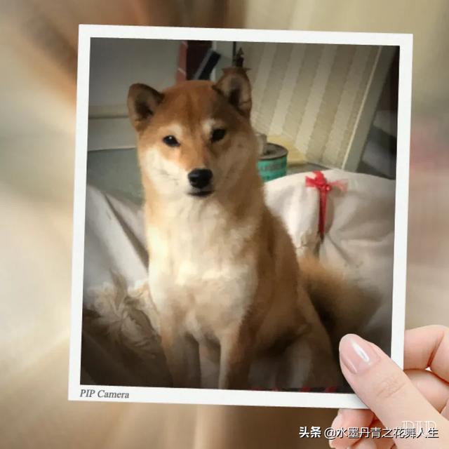 头条问答 秋田犬和柴犬哪个更容易被生人带走 10个回答