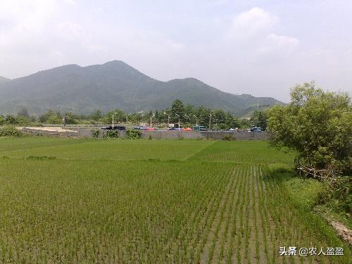 龙抬头是什么意思:农村俗语“二月二龙抬头，大仓满，小仓流”，是什么意思？