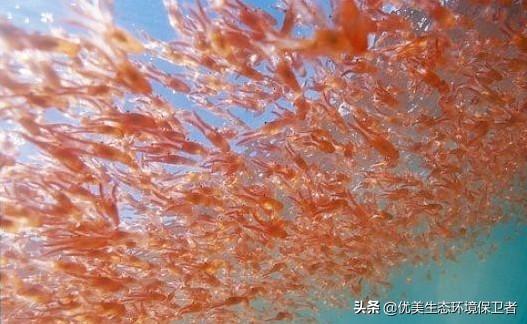 食蟹狐:南极磷虾每年被吃掉3亿吨，为何一直吃不完？