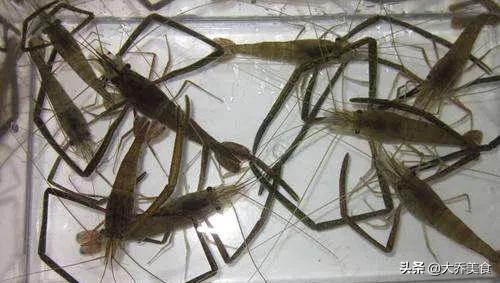 青虾河虾养殖吧:现在到处热卖的青虾是海虾还是人工养殖虾，请教？ 青虾和河虾一样吗