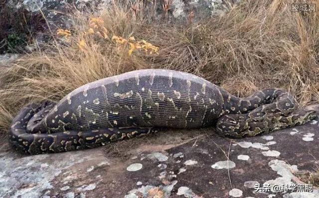 四川地震55米巨蟒图片，大蟒蛇是如何生吞人的难道人跑不掉吗
