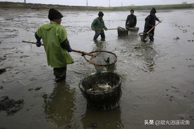 新鱼塘水浑浊怎么处理施粪肥好吗:新挖鱼塘可以用椒辣苗肥塘吗？