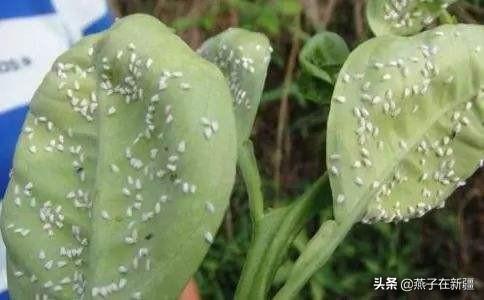 白粉虱是最让菜农头疼的虫害之一,温室蔬菜白粉虱怎样防治?