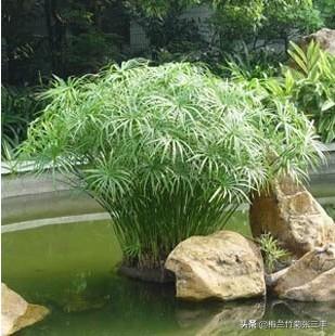 水竹的养殖方法图示:请教高手，怎样养好刚买的水竹（水养）？