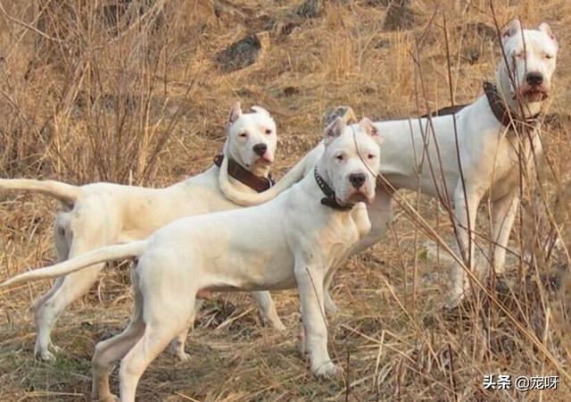 杜高犬打猎视频和比特谁厉害:杜高犬真的可以猎杀美洲狮吗？