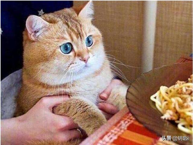 黄蓝眼睛的猫多少钱:蓝眼睛的猫多少钱一只 金渐层为啥是黄眼睛啊，是不是这种渐层就可便宜了？
