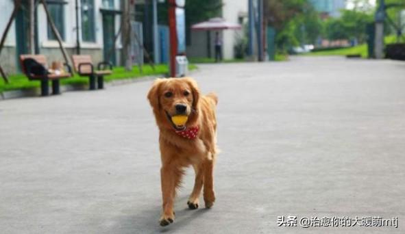 宠物中国 金毛论坛:金毛在饮食上有什么需要注意？