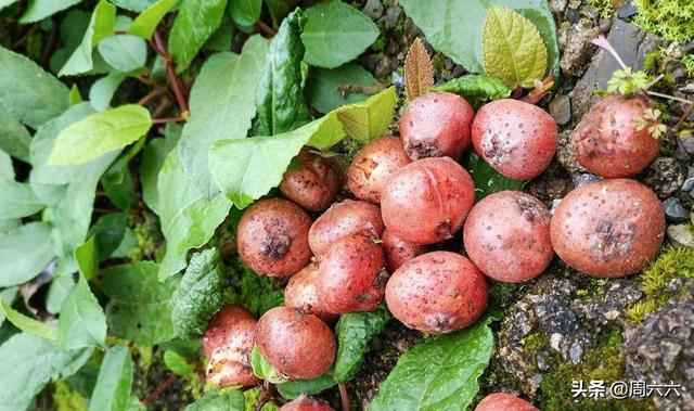 头条问答 - 农村孩子才能吃到的零食有哪些?(115个回答)