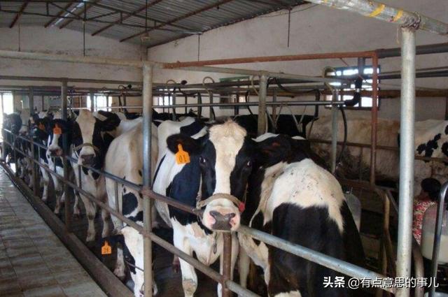 奶牛饲养设备:在农村养一头奶牛一年有多少收入？