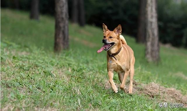猎犬野狼实战:多少只中华田园犬可以打得过北美大灰狼？为什么？