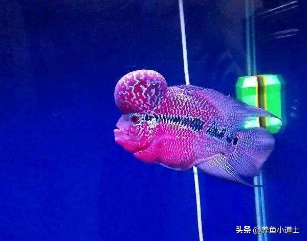 珍珠罗汉鱼吃什么起头快:罗汉鱼吃什么牌饲料有助起头？