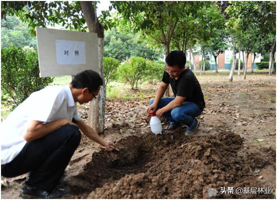 落地生根图片:大树移栽三个月后能用生根液吗？会有效果吗？