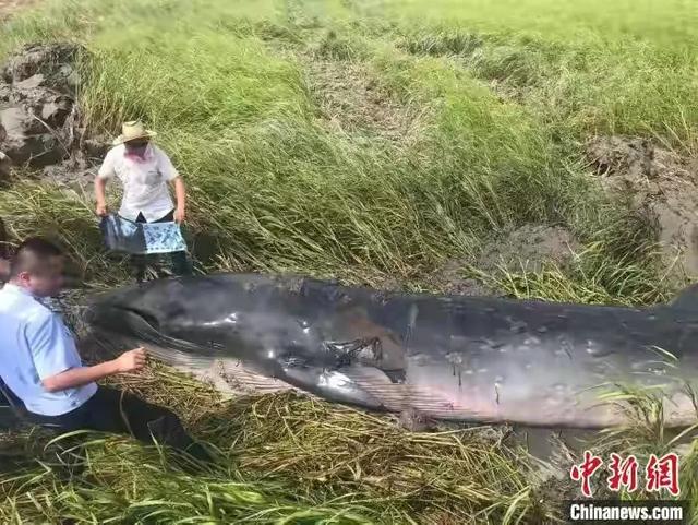 台风刮来的？浙江海拔500多米高山现一米多长怪鱼,什么来头？