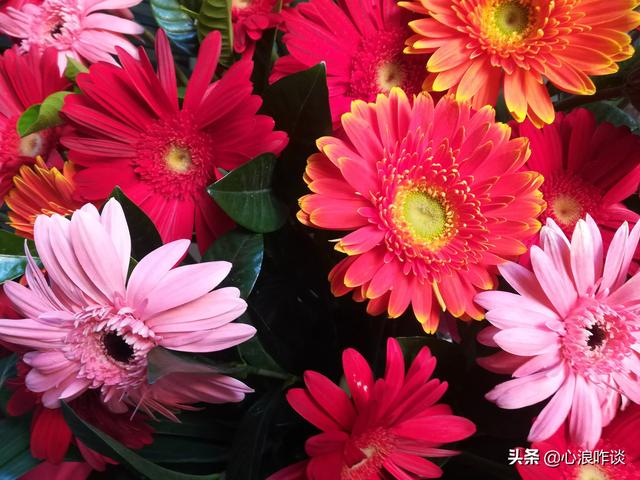 头条问答 国外疫情越来越严重 中国该怎么办 441个回答