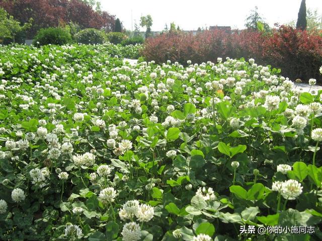 豆科牧草:养羊种植什么牧草可以过冬？