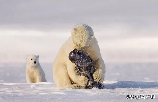 南极鸟类:如果把南极企鹅送到北极，北极熊送到南极，它们会适应吗？