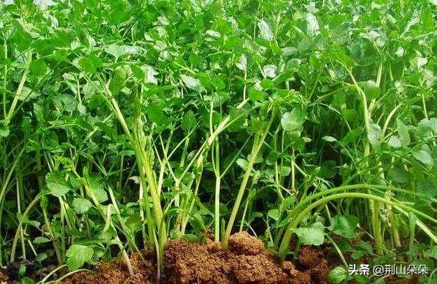 芹菜壮阳吗，秋季农村菜园子种植小香芹，如何才能出苗快、出苗齐，获得丰产？