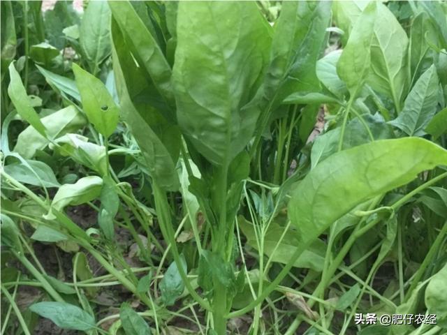 头条问答 怎样预防菠菜抽苔 10个回答