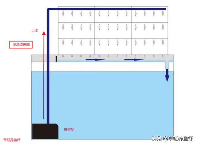 高海宁全透明装:鱼缸滴滤盒选择哪种比较好