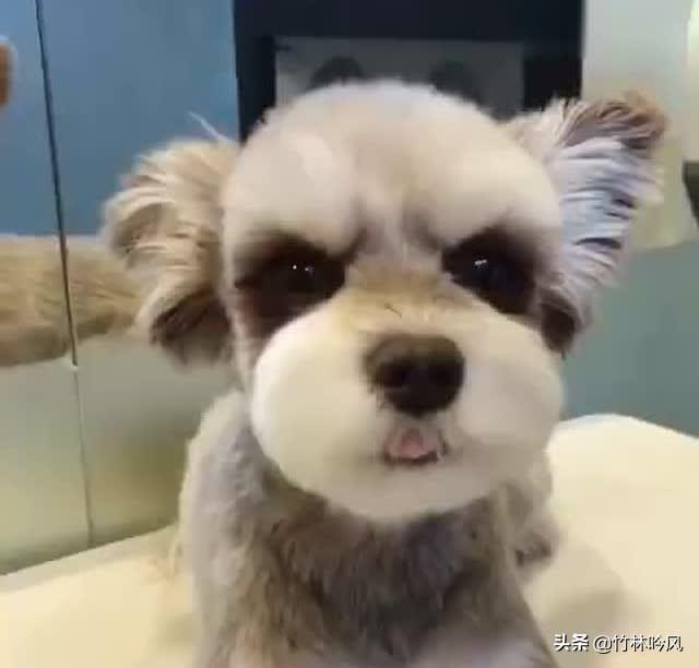 雪纳瑞狗:小型犬哪种好养又可爱？雪纳瑞怎么样？