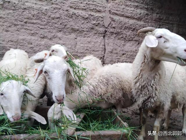 家庭养殖业羊技术:养殖羊的方法,能完全圈养吗？