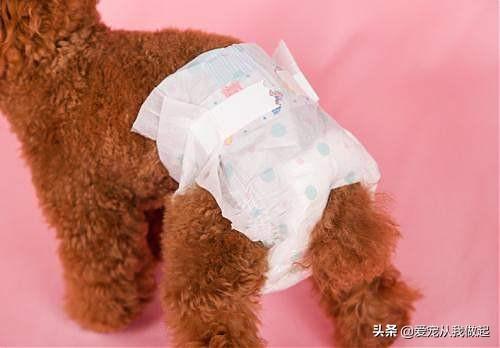 怎呢判断狗狗髌骨脱位:泰迪犬腿瘸的原因有哪些？