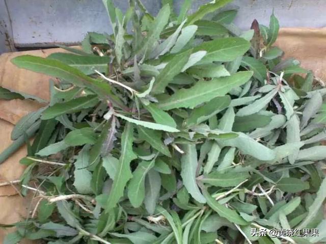秋天农村田野上还有没有野菜？
