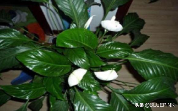 一帆风顺怎么养:水培一帆风顺怎么养才茂盛？
