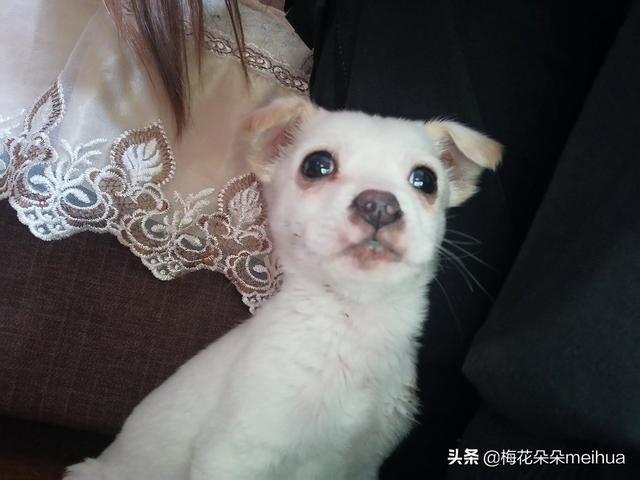 中国有波利犬吗?:我国的哪种狗可以打的过纽波利顿犬？为什么？